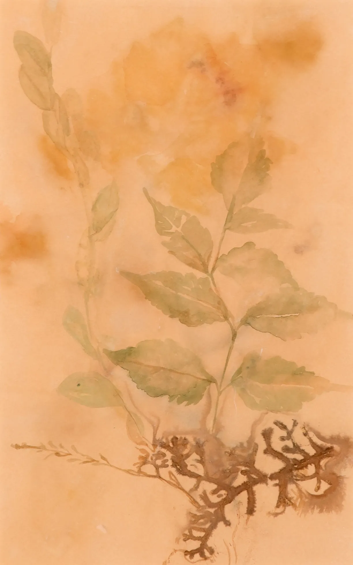 سیما زاد